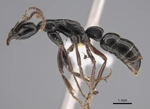 Leptogenys angustinoda specimen CASENT0887823 image casent0887823_3