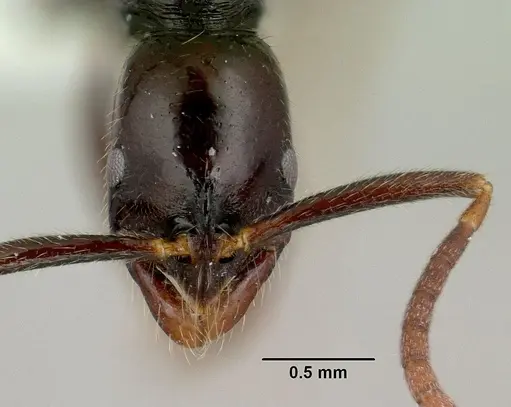 Leptogenys anitae specimen CASENT0175331 image casent0175331_2