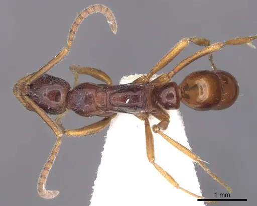Leptogenys ankhesa specimen CASENT0902582 image casent0902582_1