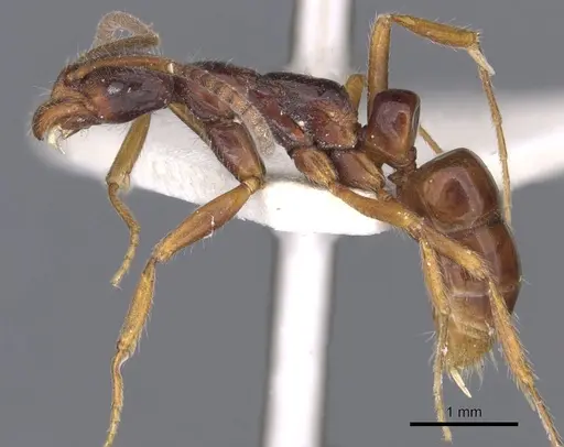 Leptogenys ankhesa specimen CASENT0902582 image casent0902582_3