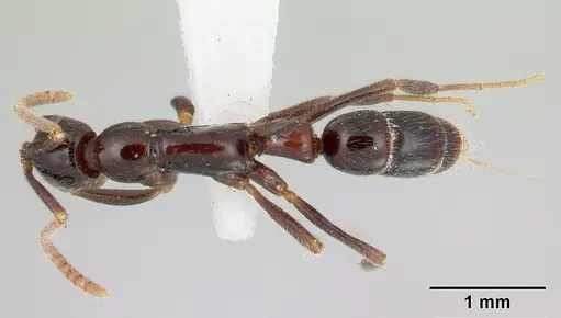 Leptogenys antillana specimen CASENT0178832 image casent0178832_1