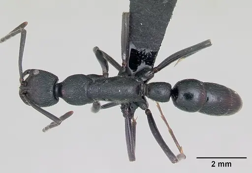 Leptogenys antongilensis specimen CASENT0077457 image casent0077457_1