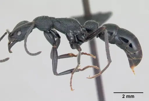 Leptogenys antongilensis specimen CASENT0077457 image casent0077457_3