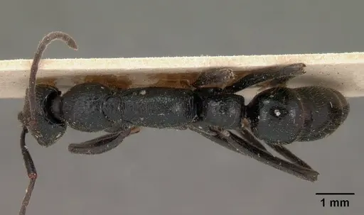 Leptogenys antongilensis specimen CASENT0102015 image casent0102015_1