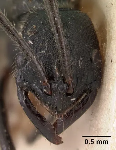 Leptogenys antongilensis specimen CASENT0102015 image casent0102015_2