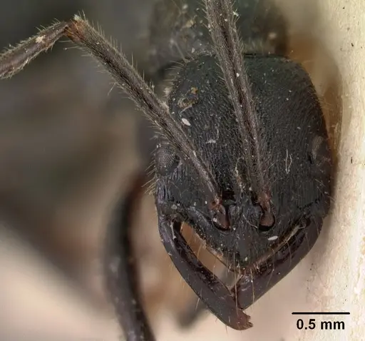 Leptogenys antongilensis specimen CASENT0102015 image casent0102015_3