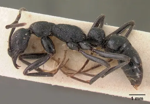 Leptogenys antongilensis specimen CASENT0102015 image casent0102015_4