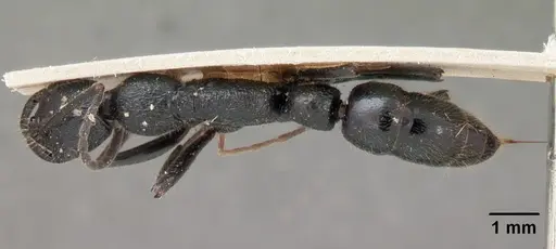 Leptogenys antongilensis specimen CASENT0102016 image casent0102016_1