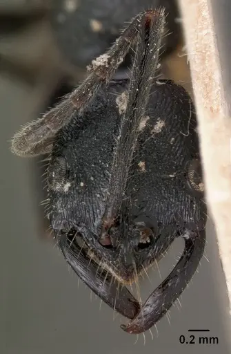 Leptogenys antongilensis specimen CASENT0102016 image casent0102016_2