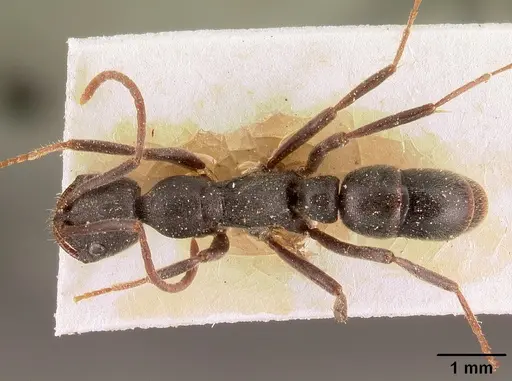 Leptogenys arcirostris specimen CASENT0101132 image casent0101132_1