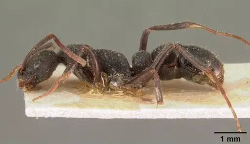 Leptogenys arcirostris specimen CASENT0101132 image casent0101132_4