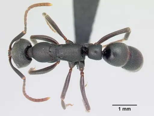 Leptogenys arcirostris specimen CASENT0491659 image casent0491659_1
