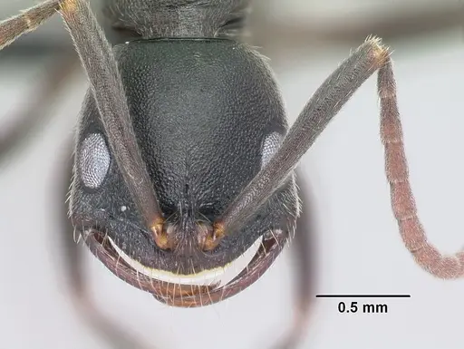 Leptogenys arcirostris specimen CASENT0491659 image casent0491659_2