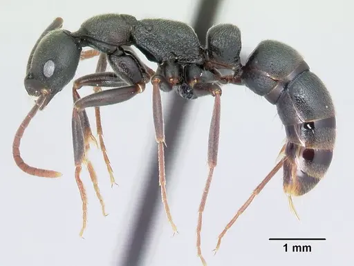 Leptogenys arcirostris specimen CASENT0491659 image casent0491659_3