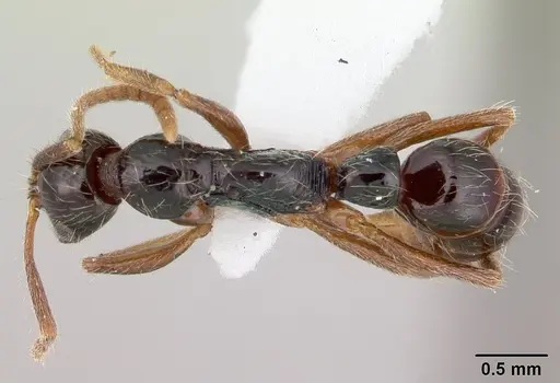 Leptogenys arcuata specimen CASENT0178794 image casent0178794_1