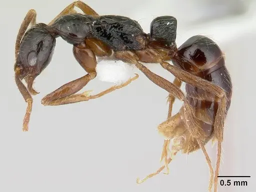 Leptogenys arcuata specimen CASENT0178794 image casent0178794_3
