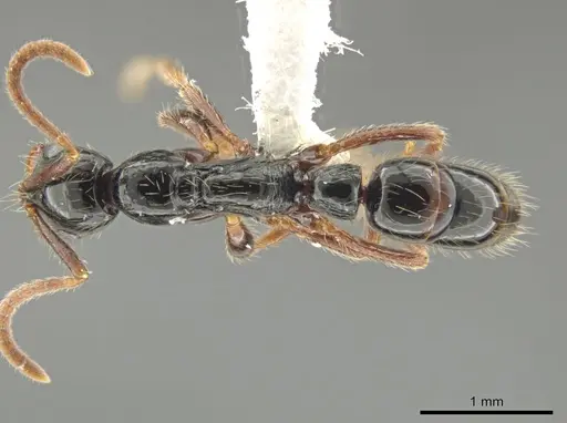 Leptogenys arcuata specimen CASENT0630431 image casent0630431_1