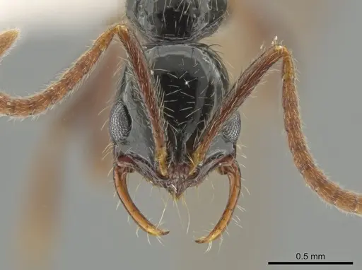 Leptogenys arcuata specimen CASENT0630431 image casent0630431_2