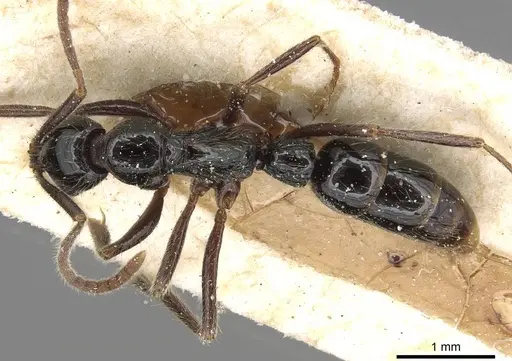 Leptogenys arcuata specimen CASENT0915214 image casent0915214_1