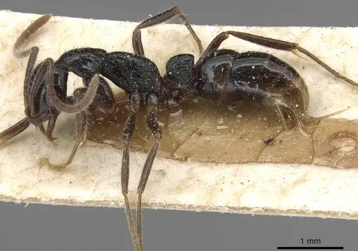 Leptogenys arcuata specimen CASENT0915214 image casent0915214_3