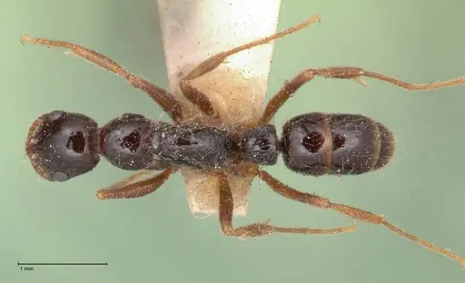 Leptogenys arcuata specimen FOCOL1029 image focol1029_1
