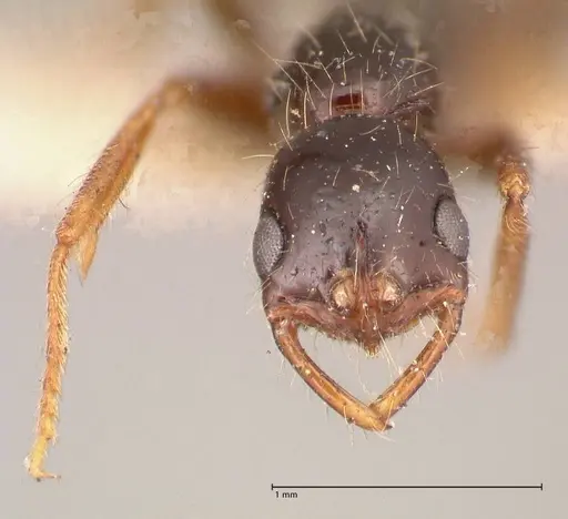 Leptogenys arcuata specimen FOCOL1029 image focol1029_2