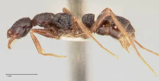 Leptogenys arcuata specimen FOCOL1029 image focol1029_3