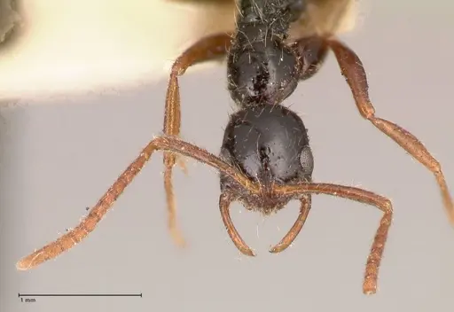 Leptogenys arcuata specimen FOCOL1030 image focol1030_2
