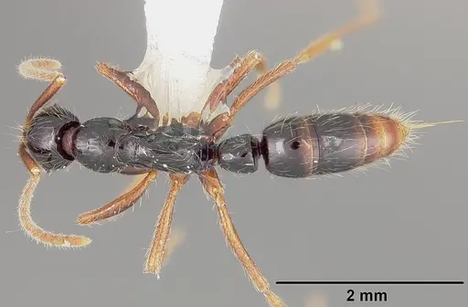 Leptogenys arcuata specimen USNMENT00441821 image usnment00441821_1