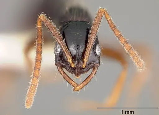 Leptogenys arcuata specimen USNMENT00441821 image usnment00441821_2