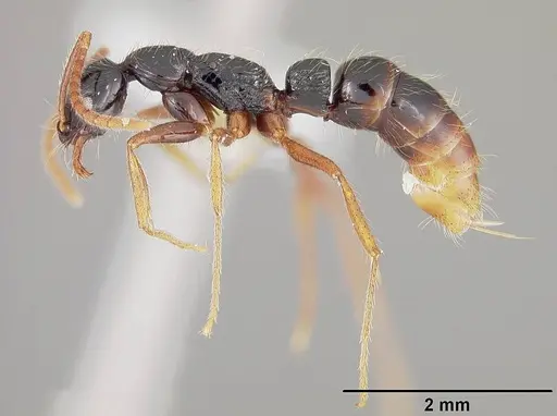 Leptogenys arcuata specimen USNMENT00441821 image usnment00441821_3