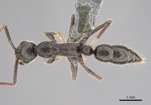 Leptogenys arnoldi specimen CASENT0815123 image casent0815123_1