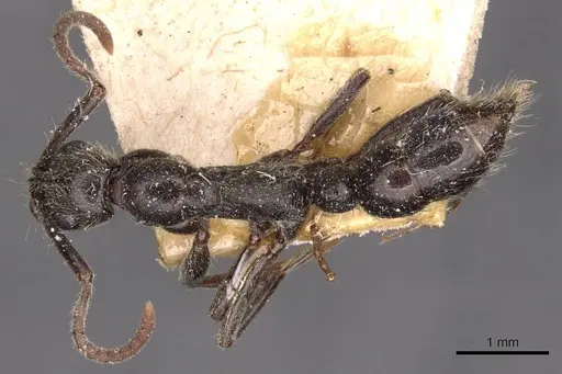 Leptogenys arnoldi specimen CASENT0907352 image casent0907352_1