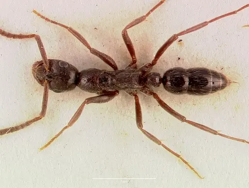 Leptogenys arnoldi specimen SAM-ENT-0011530 image sam-ent-0011530_1