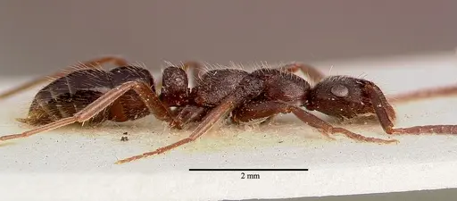Leptogenys arnoldi specimen SAM-ENT-0011530 image sam-ent-0011530_3