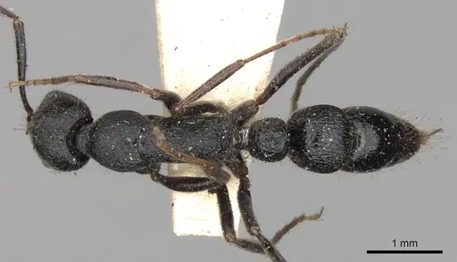 Leptogenys aspera specimen CASENT0281940 image casent0281940_1