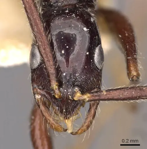 Leptogenys assamensis specimen CASENT0907363 image casent0907363_2