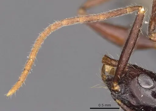 Leptogenys assamensis specimen CASENT0907363 image casent0907363_3