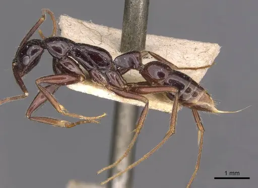 Leptogenys assamensis specimen CASENT0907363 image casent0907363_4