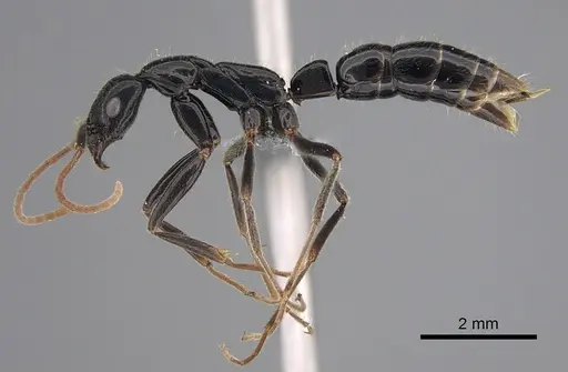 Leptogenys attenuata specimen CASENT0250376 image casent0250376_1