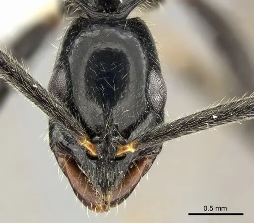 Leptogenys attenuata specimen CASENT0270537 image casent0270537_2