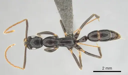 Leptogenys attenuata specimen CASENT0813003 image casent0813003_1