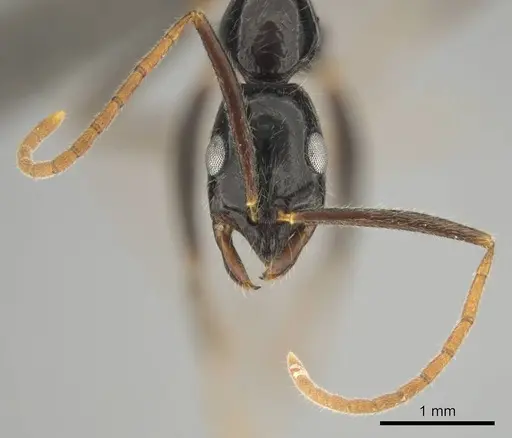 Leptogenys attenuata specimen CASENT0813003 image casent0813003_3