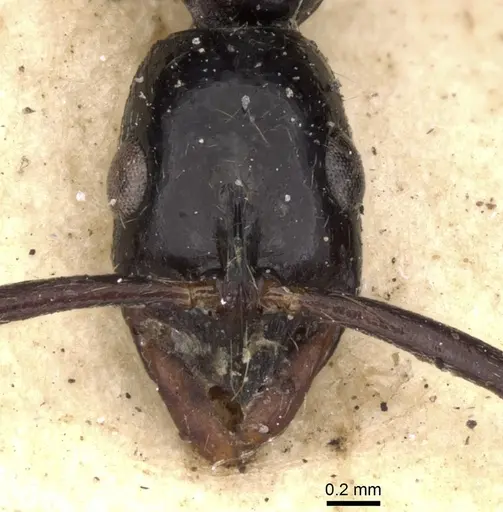 Leptogenys attenuata specimen CASENT0901356 image casent0901356_2