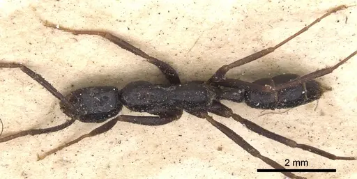 Leptogenys attenuata specimen CASENT0902572 image casent0902572_1