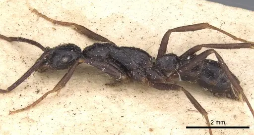 Leptogenys attenuata specimen CASENT0902572 image casent0902572_3