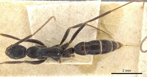 Leptogenys attenuata specimen CASENT0915215 image casent0915215_1
