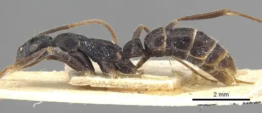 Leptogenys attenuata specimen CASENT0915215 image casent0915215_3