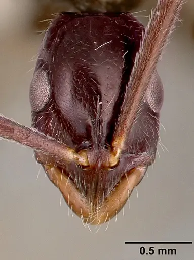 Leptogenys attenuata specimen SAM-HYM-C001361A image sam-hym-c001361a_2