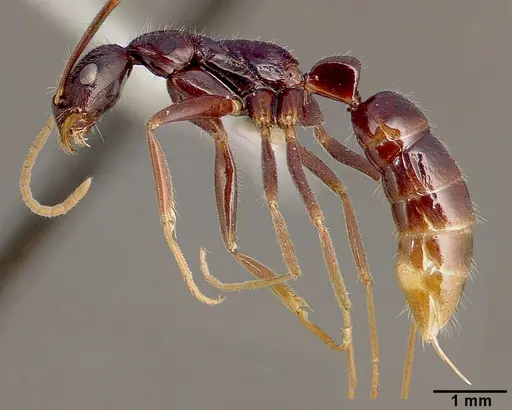 Leptogenys attenuata specimen SAM-HYM-C001361A image sam-hym-c001361a_4